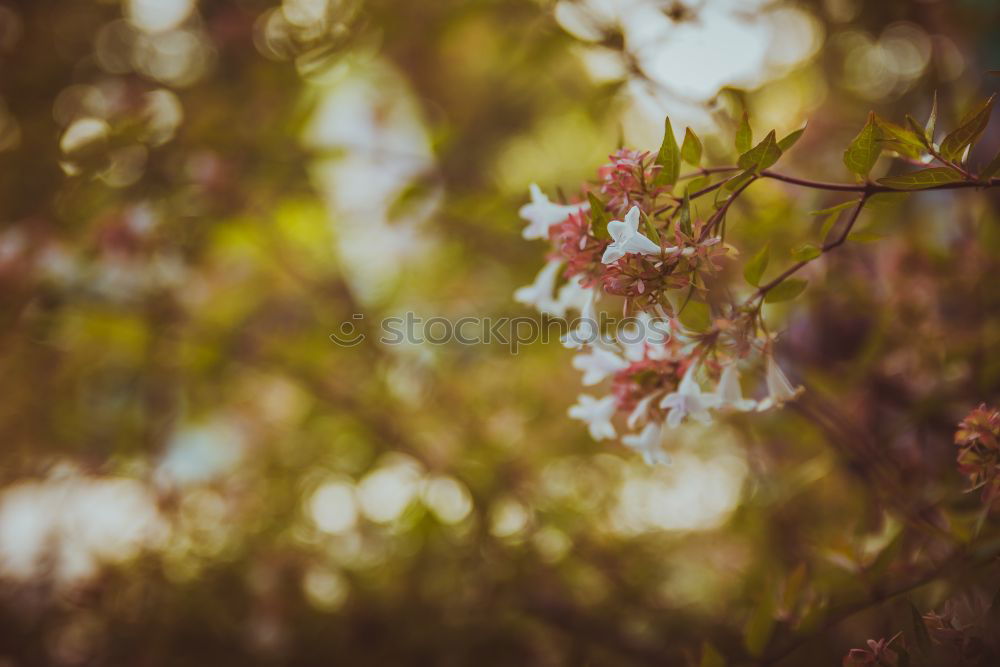 Image, Stock Photo White Apple Tree Flowers Spring Blossom