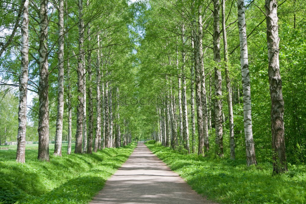 Similar – The ghost forest in Nienhagen