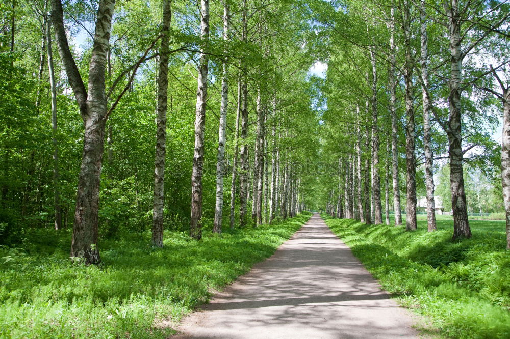 Similar – The ghost forest in Nienhagen