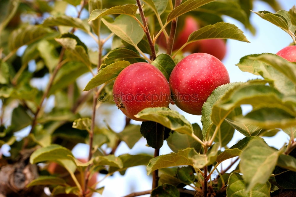 Similar – Image, Stock Photo Ripe apples shortly before harvesting