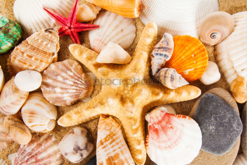 Similar – Image, Stock Photo Seafood assortment Food