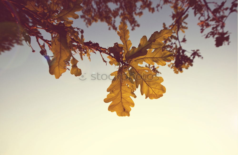 Similar – Image, Stock Photo Leaf in autumn sun Nature