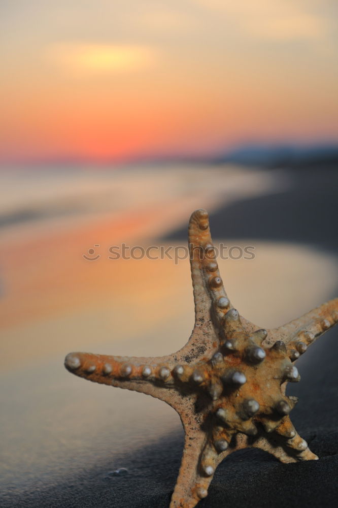 Similar – Image, Stock Photo Starfish into the waves