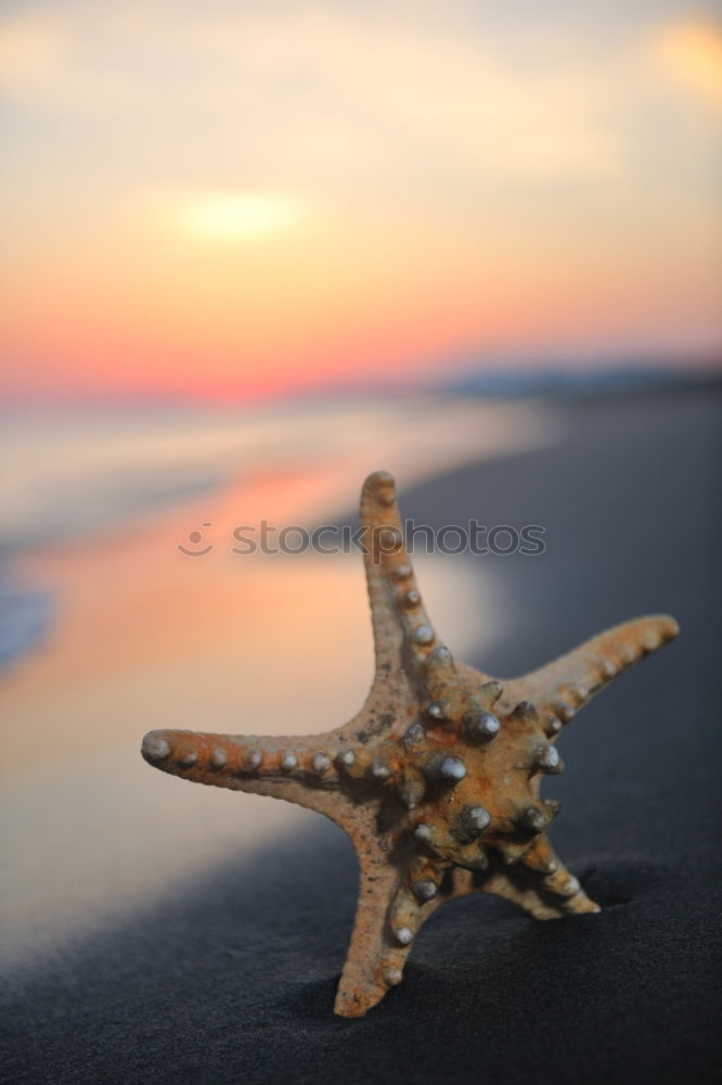 Similar – Image, Stock Photo Starfish into the waves