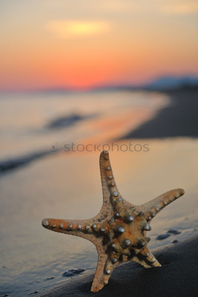 Similar – Image, Stock Photo Starfish into the waves