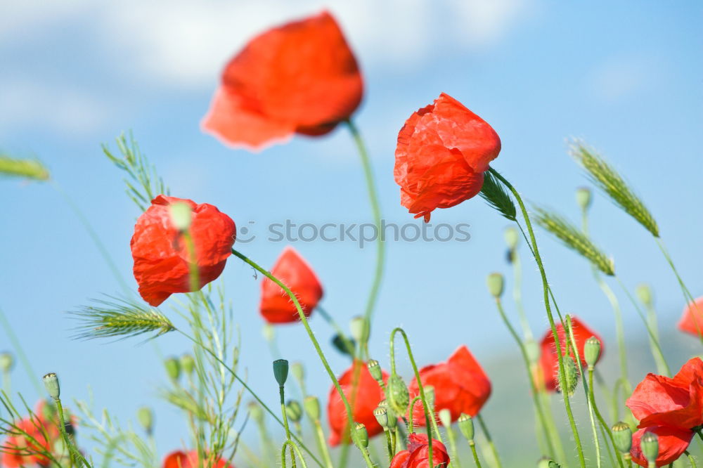 Similar – blue-white red Environment