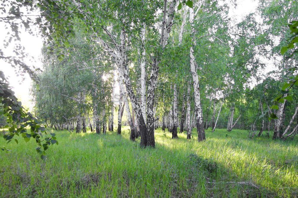 Similar – Image, Stock Photo Oasis on Rügen Environment