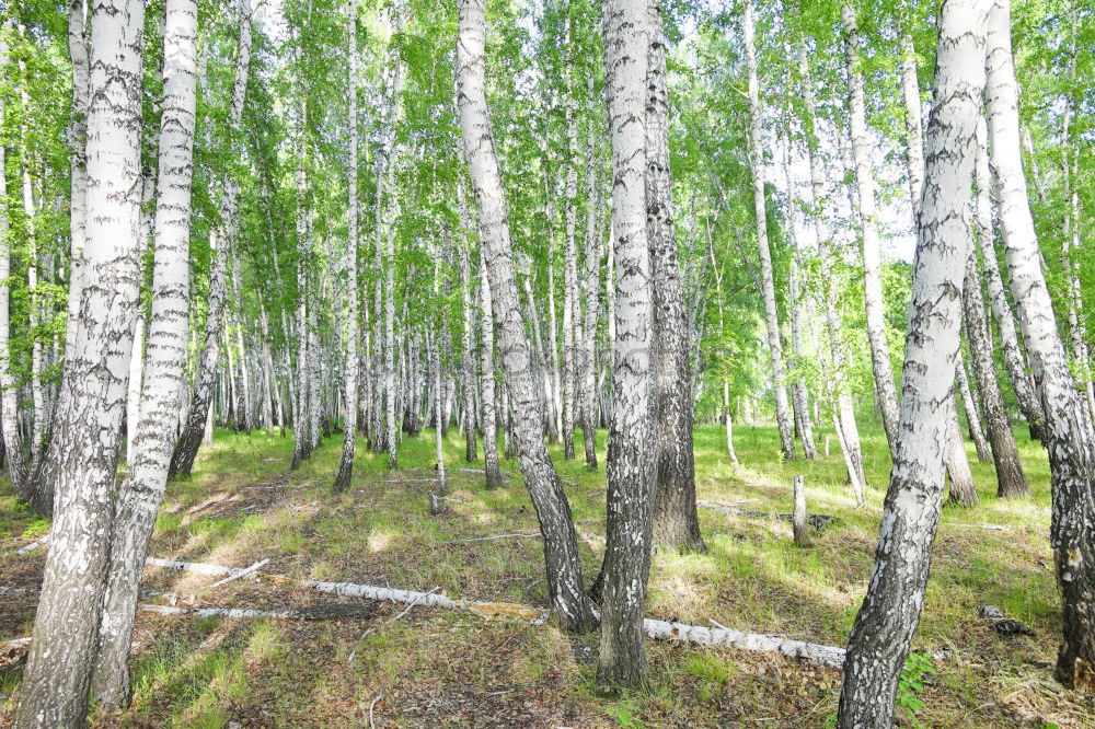 Similar – Foto Bild birkenstock Natur Frühling