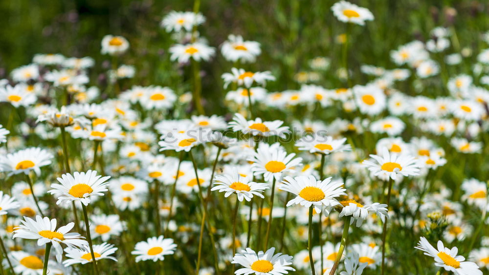 Similar – Daisy very big Flower