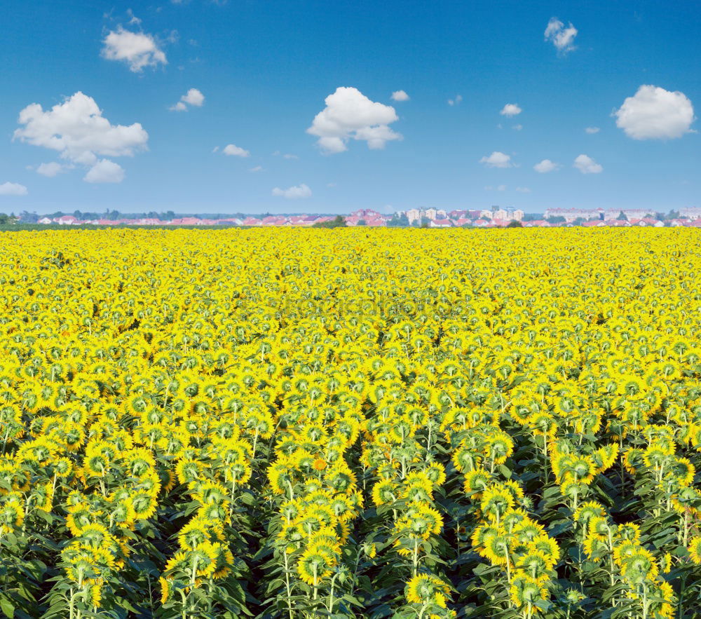 Similar – rapsfeld Canola