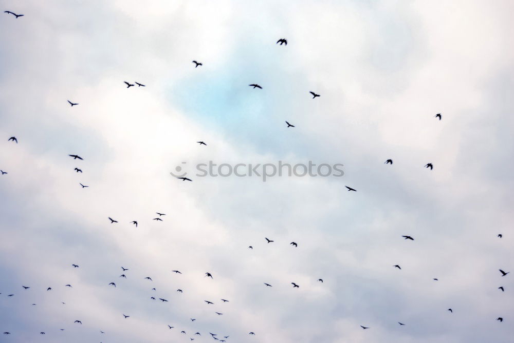 Similar – Image, Stock Photo In formation Bird Goose