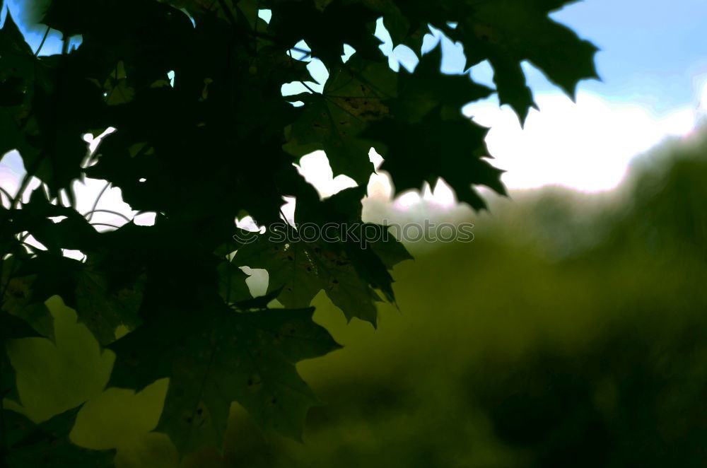 Similar – Sun behind meadow Garden