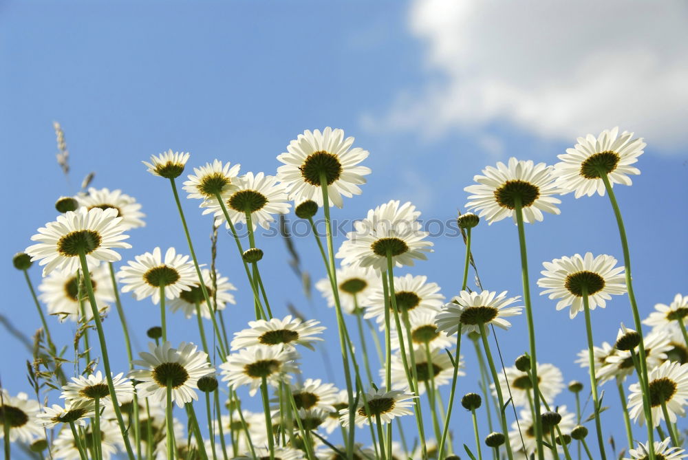 Similar – Riesengänseblümchen Umwelt