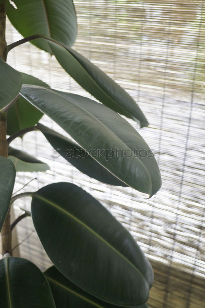 Image, Stock Photo Woman in nature Lifestyle