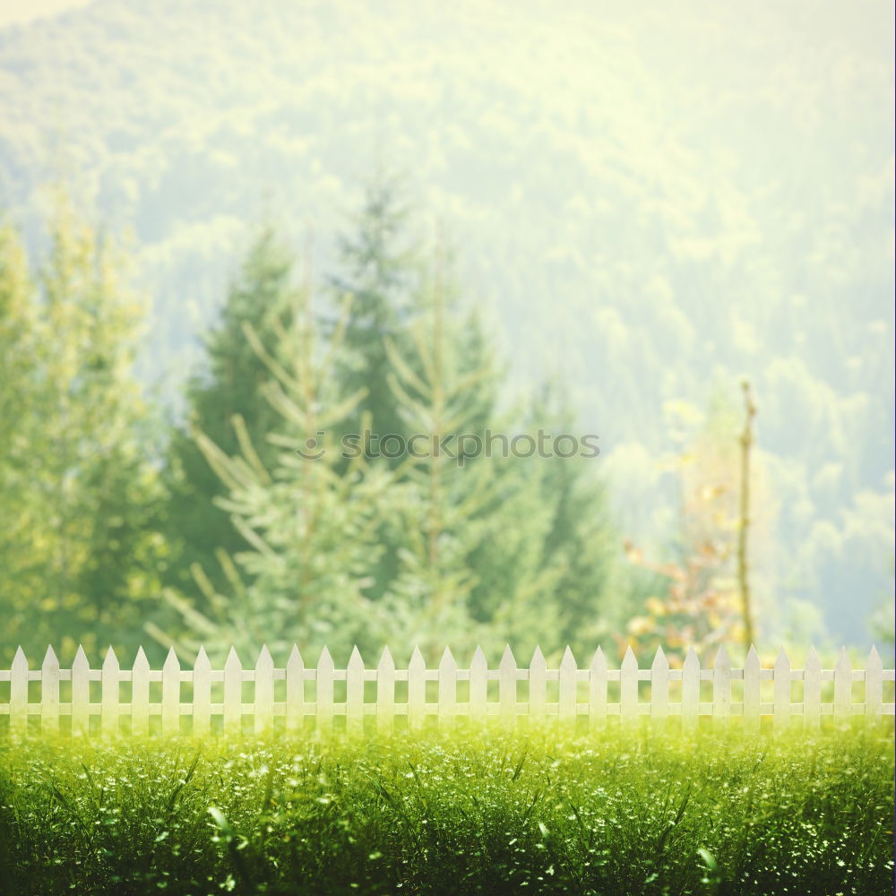 Mountain panorama with meadow and tree