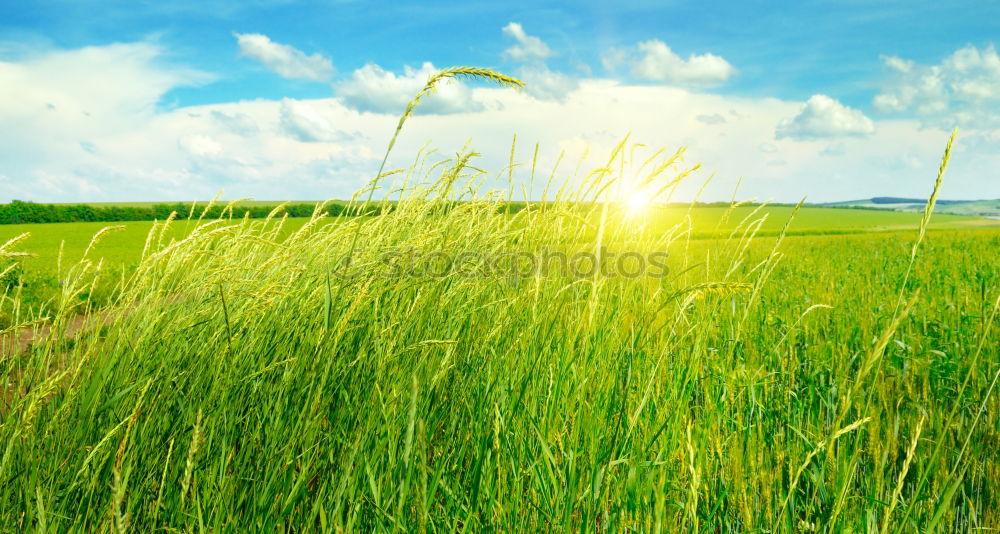 Similar – Image, Stock Photo Green field with blue sky