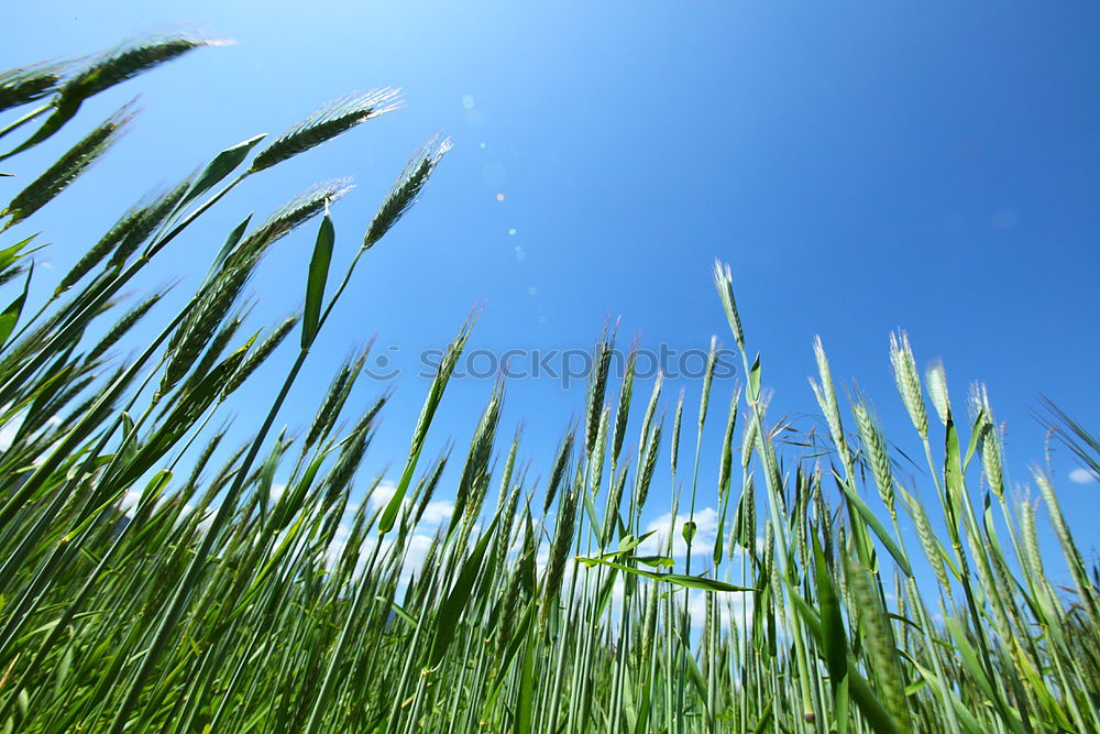 Similar – in the maize field Field