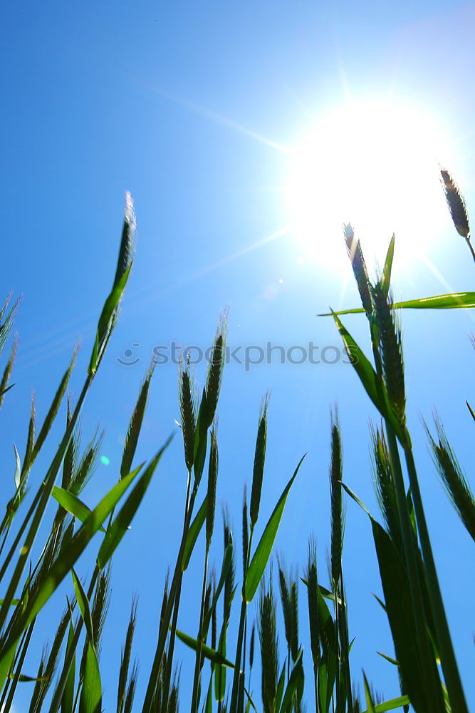 Similar – cereal shine Ear of corn