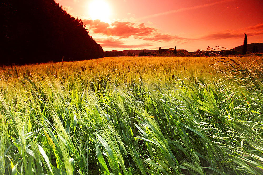 Similar – Image, Stock Photo mid summer Cornfield Field