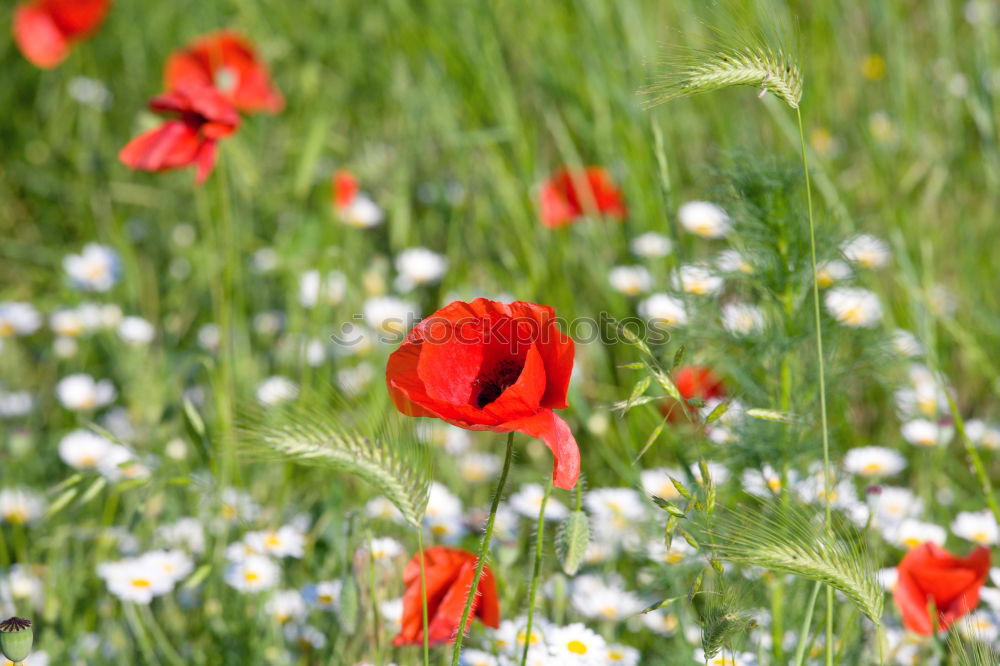 Similar – Image, Stock Photo Wheat field in spring with poppies