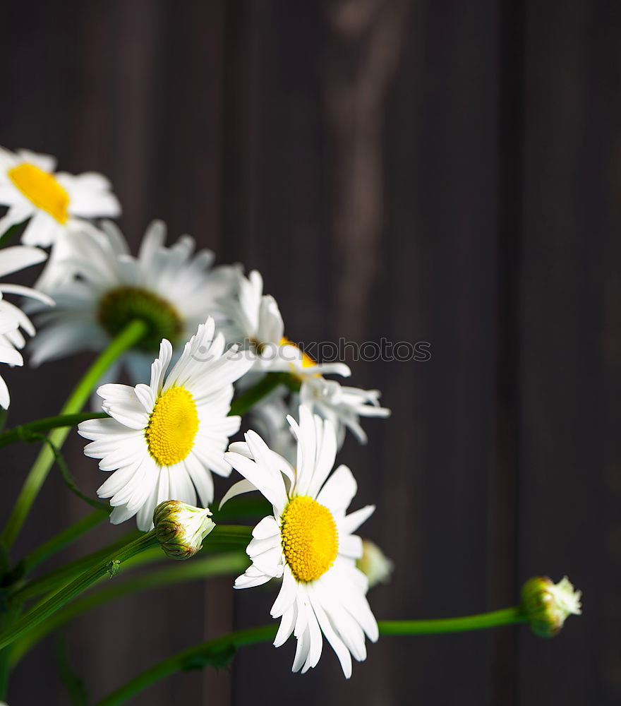 Similar – little flowers Nature