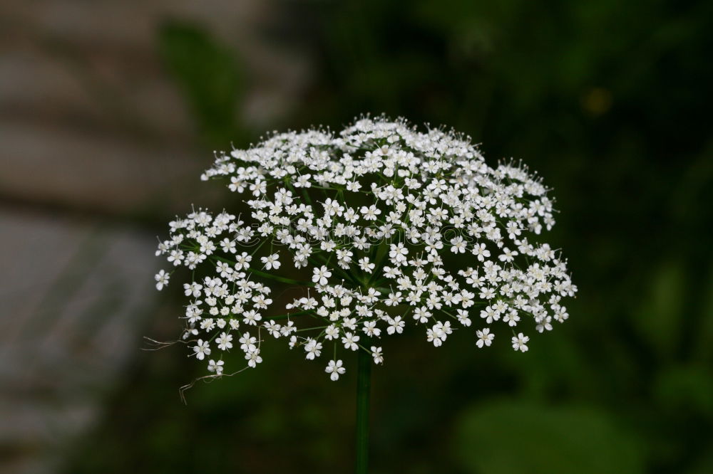 Similar – Morgentau Leben Duft Natur