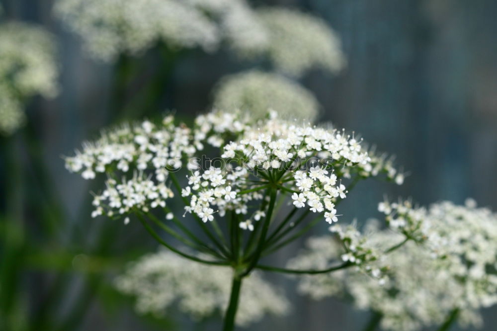 Similar – Morgentau Leben Duft Natur