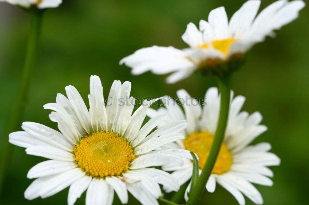 Similar – Daisy very big Flower