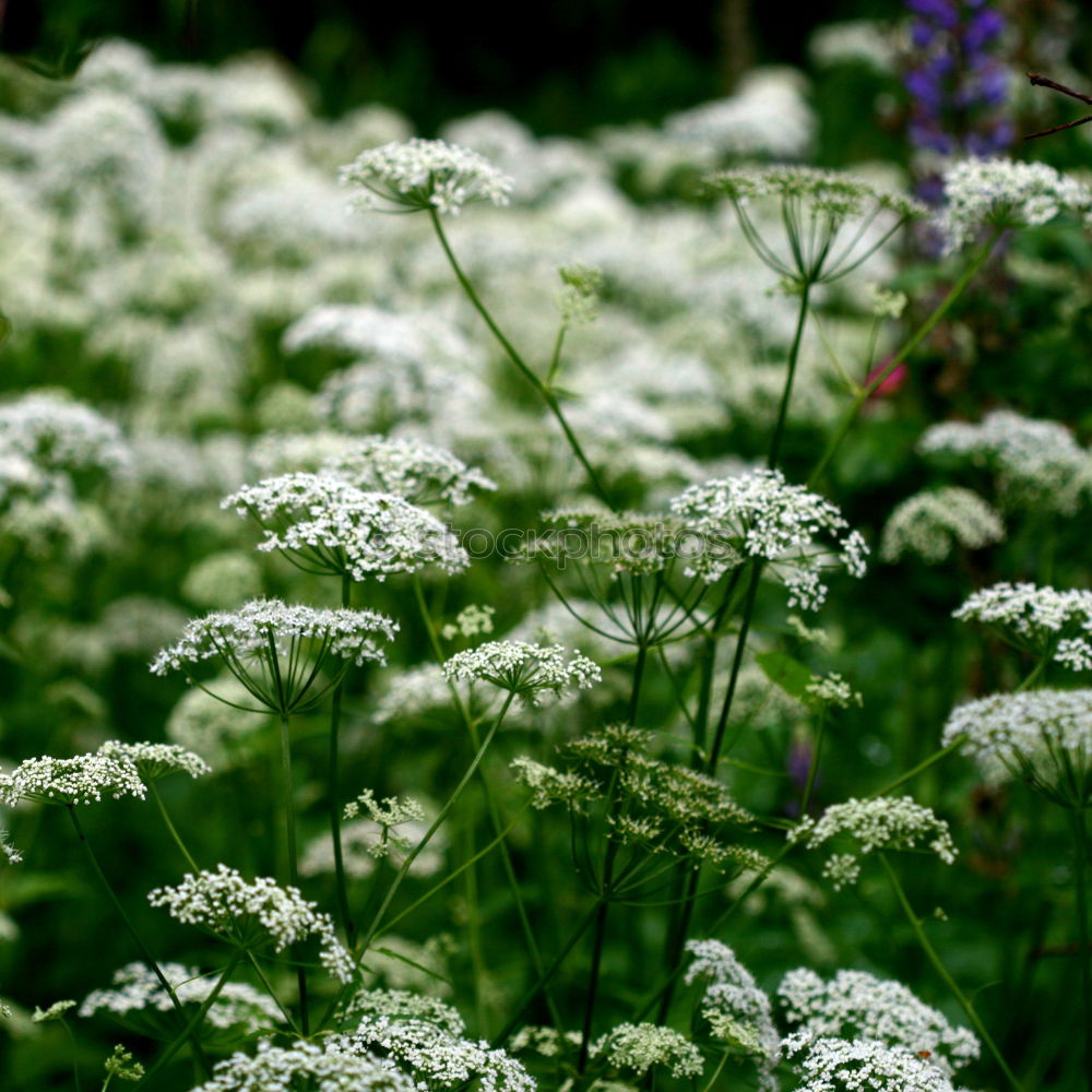 Similar – Image, Stock Photo in the bear’s garlic forest…