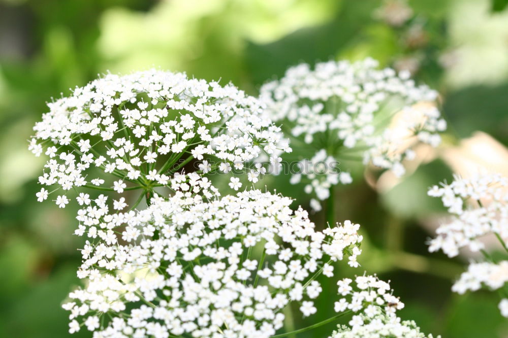 Similar – Image, Stock Photo in the bear’s garlic forest…