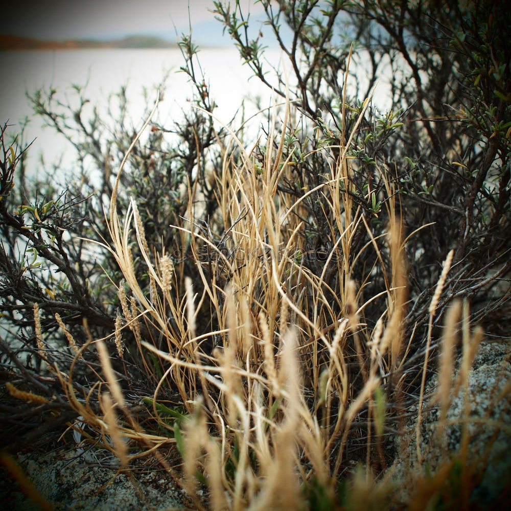 Similar – Gestrüpp Strand Sommer