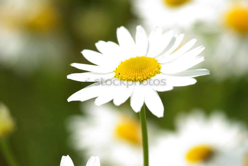 Similar – Daisies from the ant’s perspective