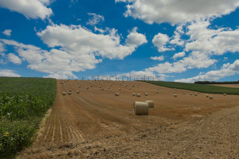 Similar – organic seal Canola Plant