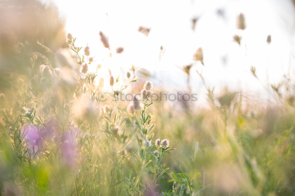 Similar – Image, Stock Photo willow cat Environment