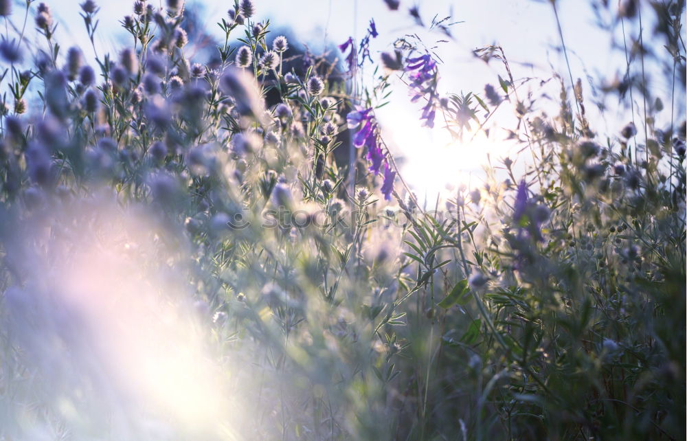 Similar – sea of flowers Nature