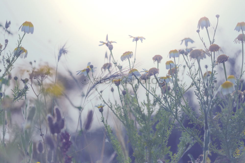 Similar – Rückansicht einer Dolde mit weißen Blüten vor blauem Himmel im Gegenlicht