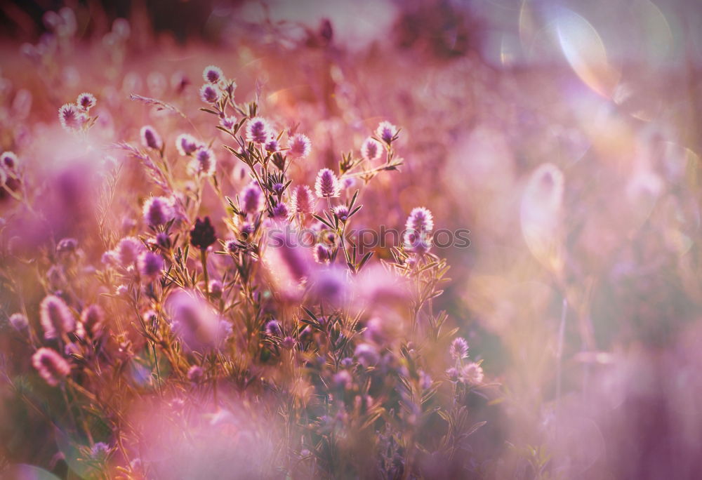 Similar – Ornamental heather in beautiful light