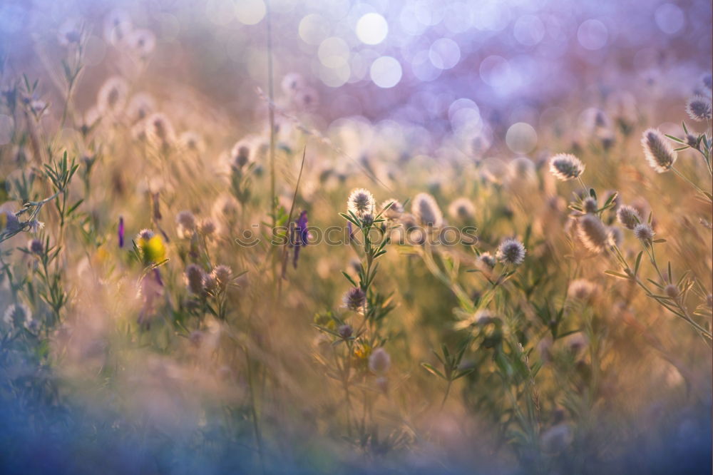 Similar – Image, Stock Photo Flowers