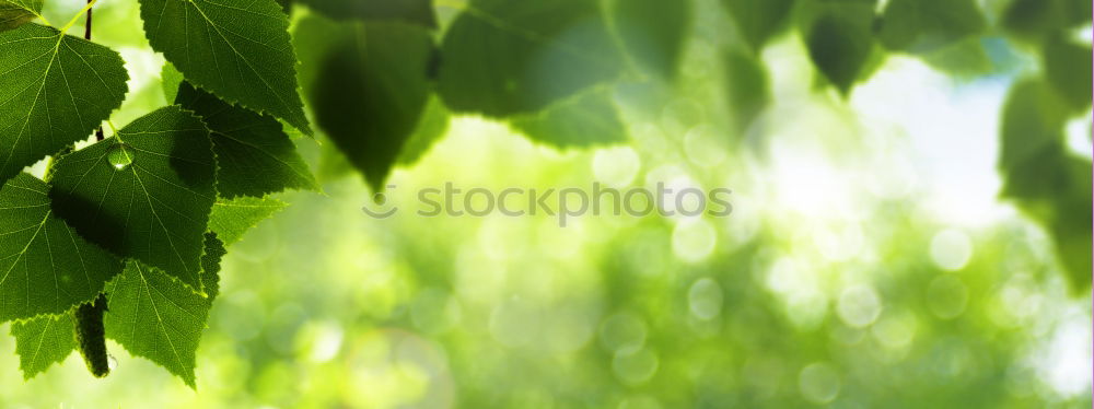 Similar – Image, Stock Photo Ginkgo 3 Nature Spring