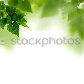 Similar – elephant ear Plant