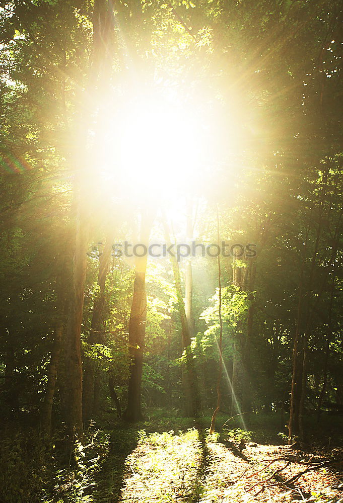 Similar – Image, Stock Photo Forest walk impression