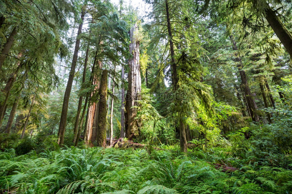 fern forest Environment