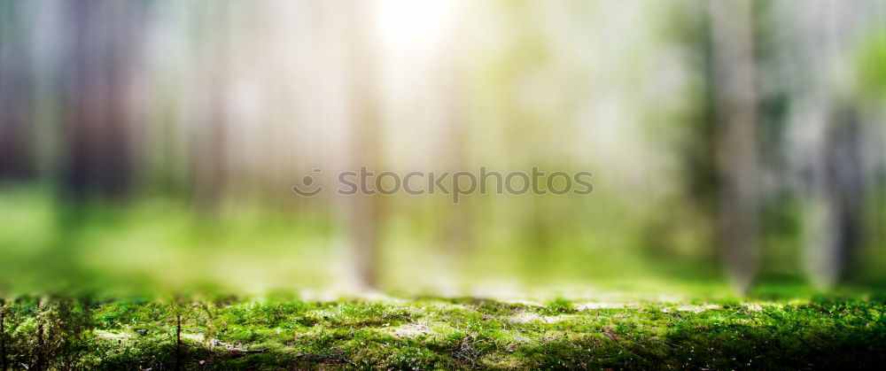 Similar – Foto Bild Frühlingsgemüse Natur