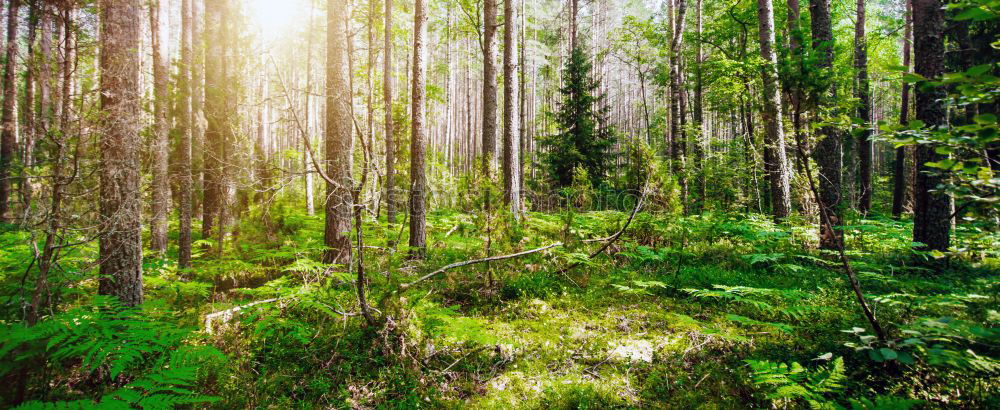 Image, Stock Photo birch forest in spring