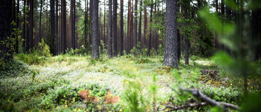 Similar – Image, Stock Photo Finnish Forest