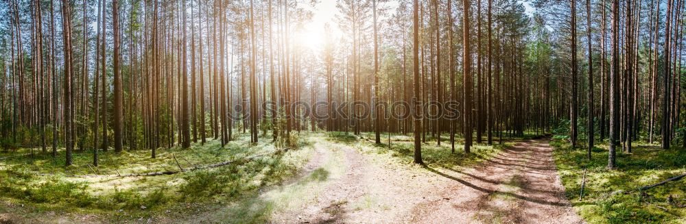 Similar – Multiple exposure forest and path