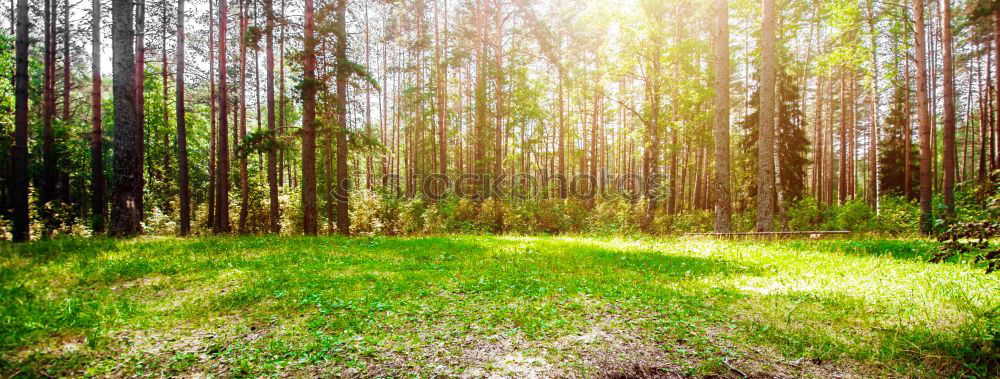 Similar – Image, Stock Photo Adult woman is walking in the forest