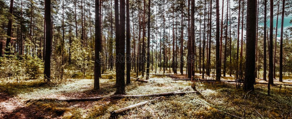 Similar – Image, Stock Photo Forest in the forest in the forest