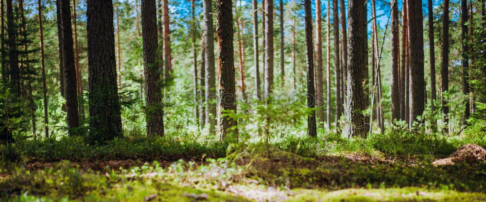 Similar – Image, Stock Photo Finnish Forest