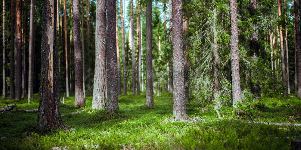 Wald Baum Nadelwald